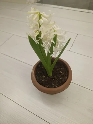 Satılık beyaz sümbül çiçeği 