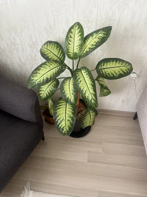 Difenbahya çiçeği